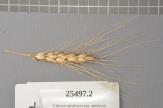 Click for 1 image(s) for this accession. Spike